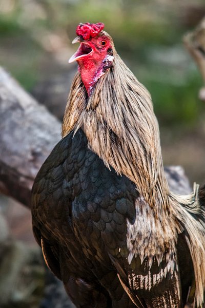 bru-gallo01.jpg