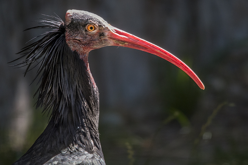 bru-ibis-sacro01.jpg