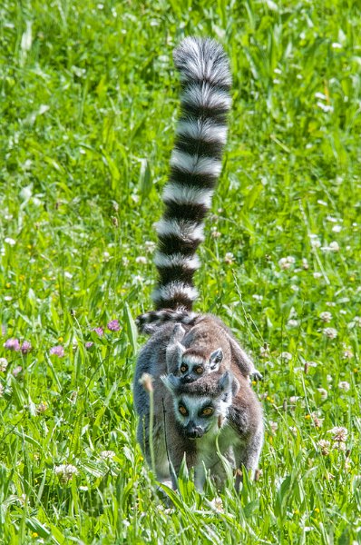 bru-lemure-cucciolo02.jpg