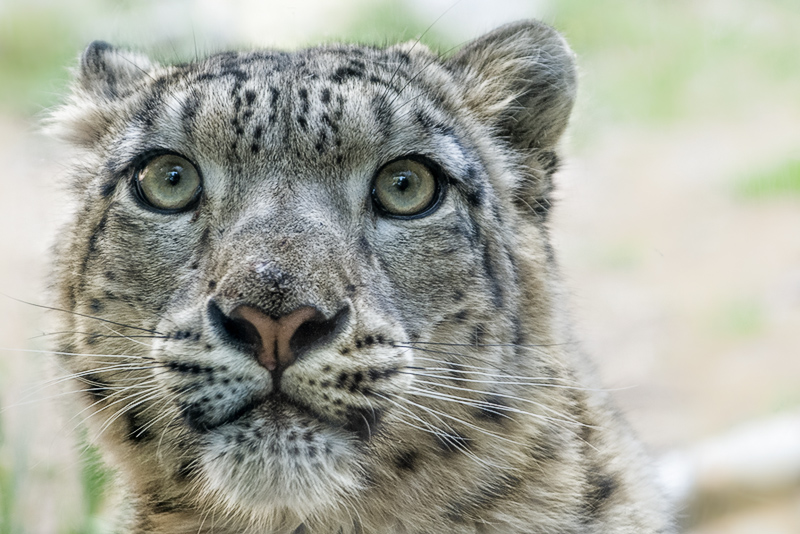 bru-leopardo_nevi_31.jpg