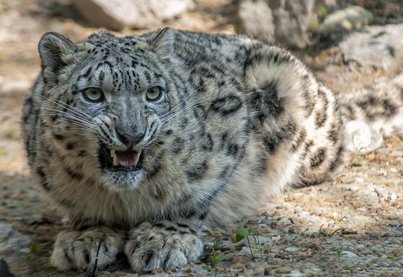 bru-leopardo_nevi_32.jpg