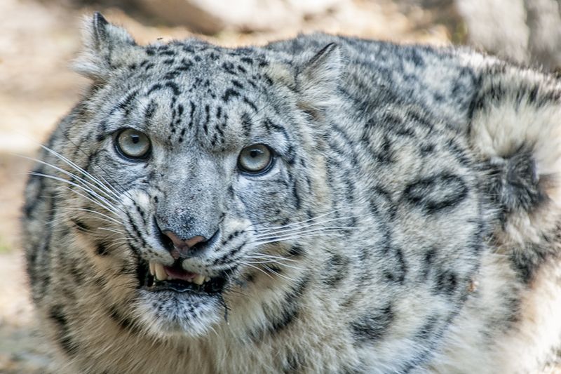 bru-leopardo_nevi_33.jpg