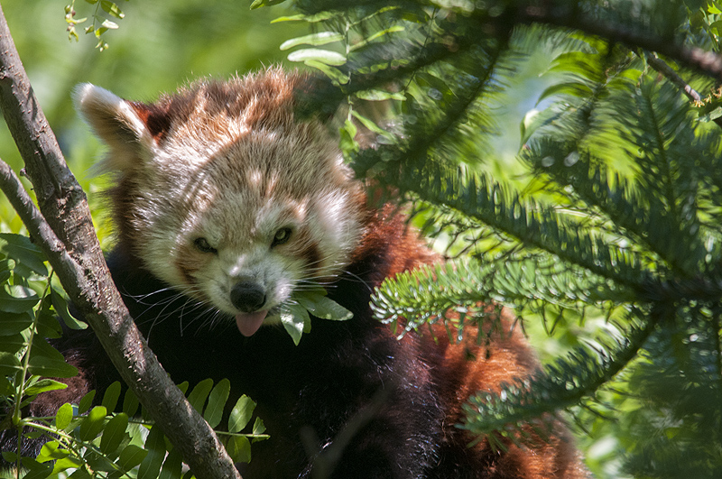 bru-panda_r25.jpg