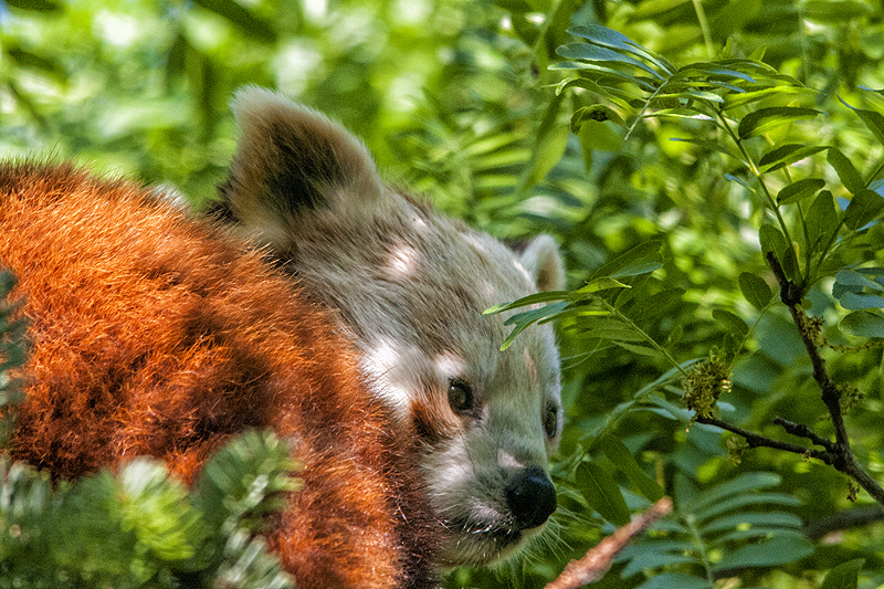 bru-panda_r27.jpg