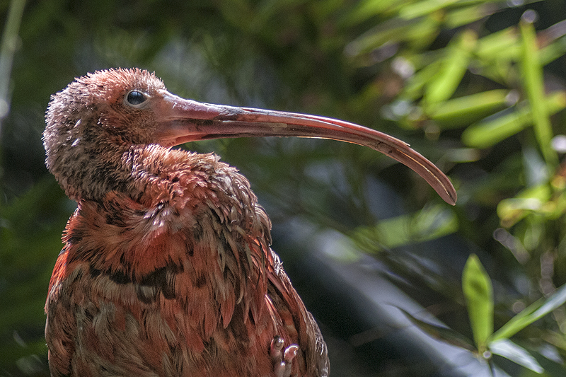 bru_ibis-rosso01.jpg