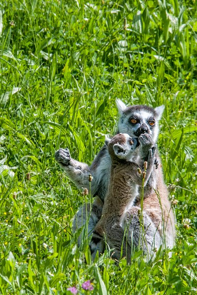 bru_lemure-cucciolo01.jpg