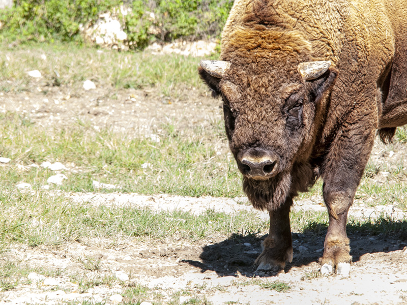 bufalo01.jpg