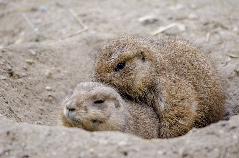 cani_prateria02.jpg