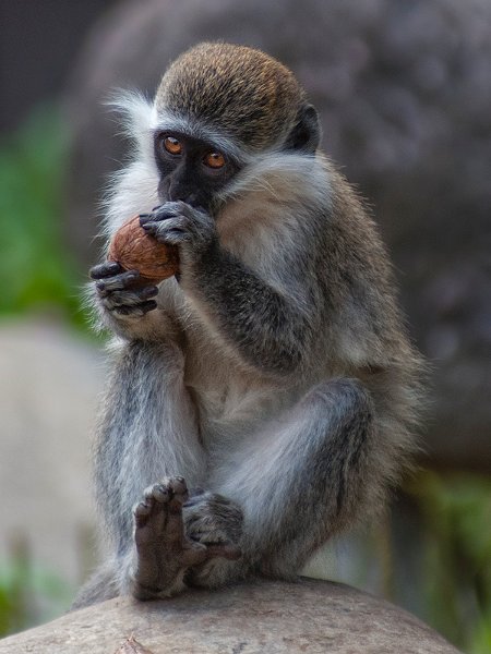 cercopiteco01.jpg