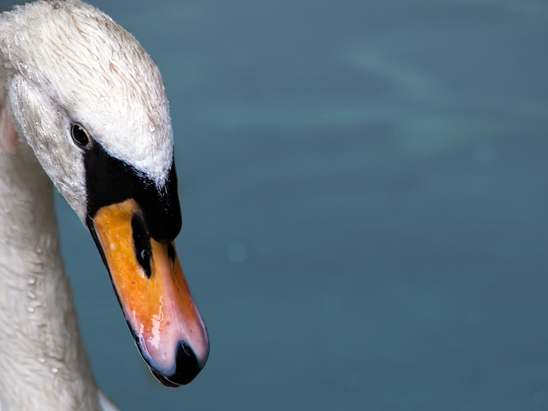 cigno02.jpg