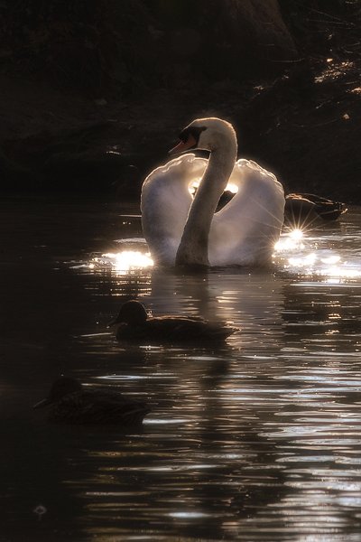 cigno04.jpg
