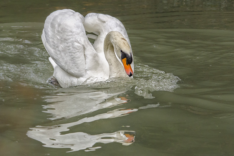 cigno_attacco01.jpg