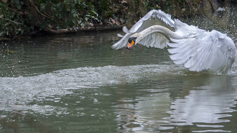 cigno_attacco02a.jpg