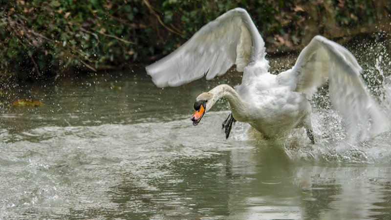 cigno_attacco03.jpg