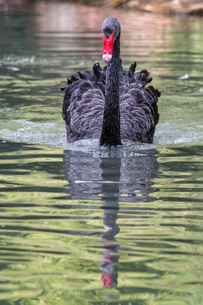 cigno_nero01.jpg
