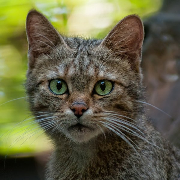 gatto_selv01.jpg