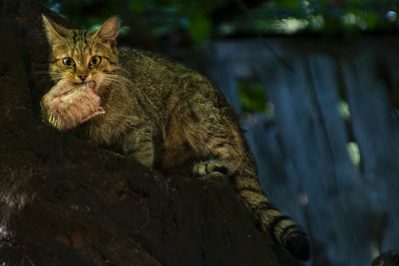 gatto_selv03.jpg