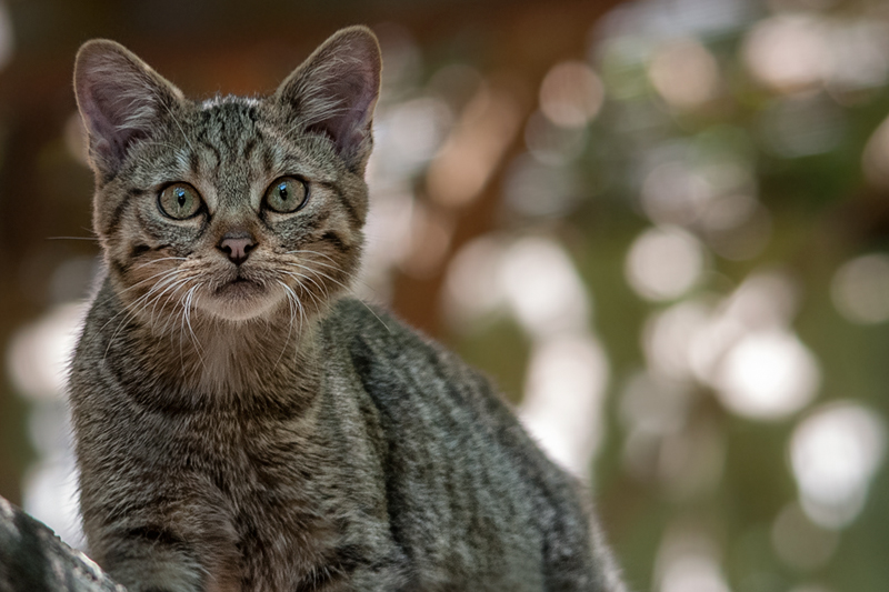 gatto_selv04.jpg