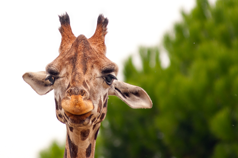 giraffa01.jpg