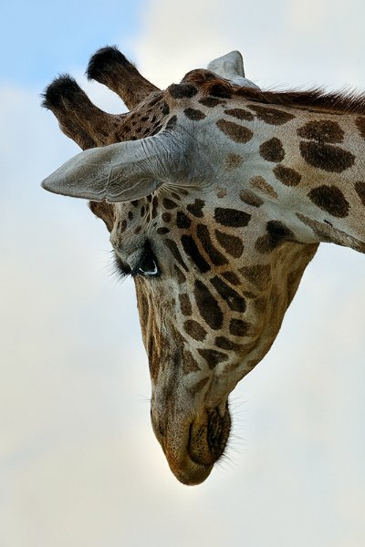 giraffa03.jpg