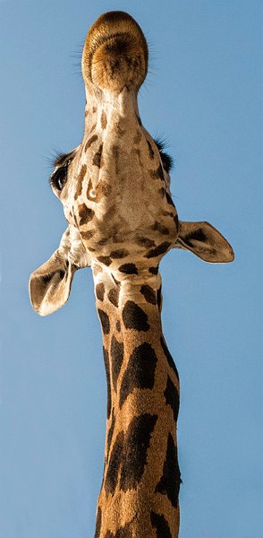 giraffa_dal_basso.jpg