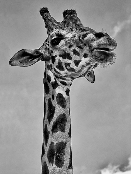 giraffa_hdr_bn.jpg