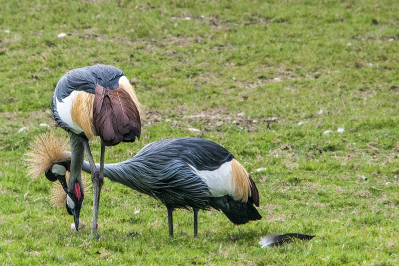 gru_coronata01.jpg