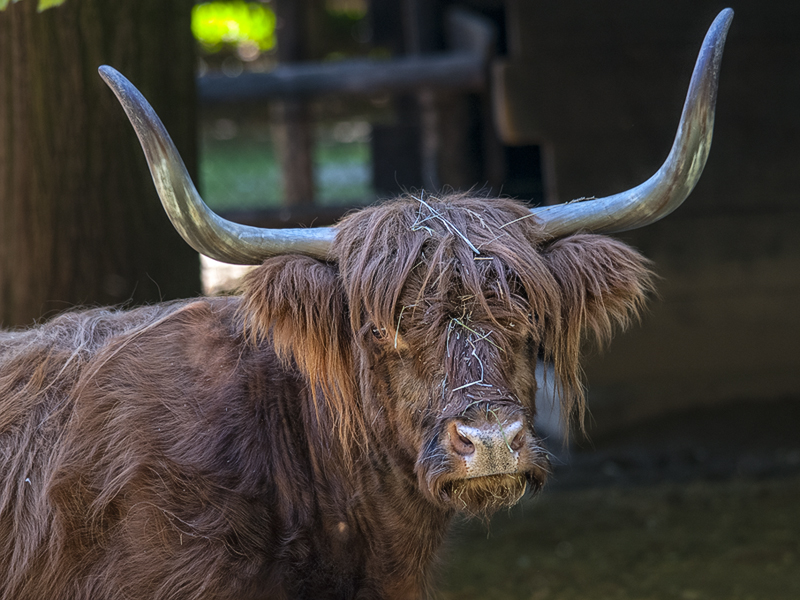 highlander01.jpg