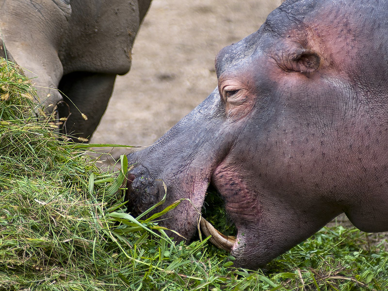 hippo_gnam.jpg
