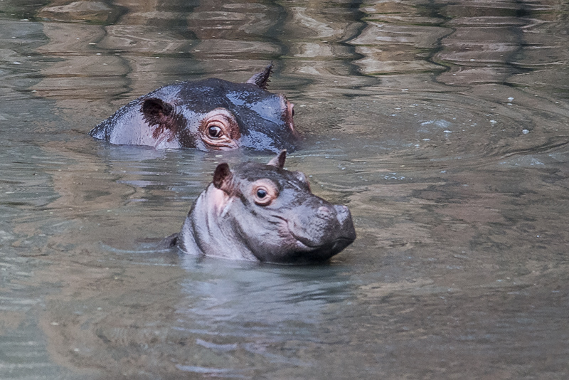ippopotamino01.jpg