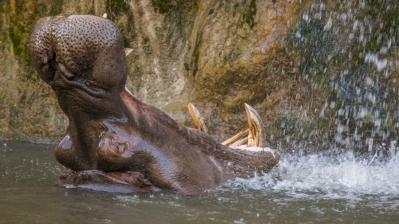 ippopotamo13.jpg