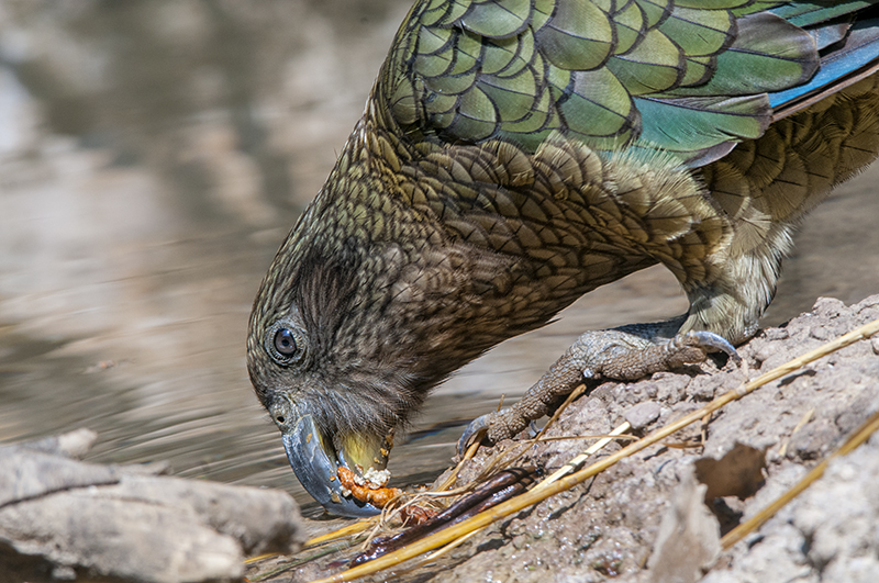 kea01.jpg
