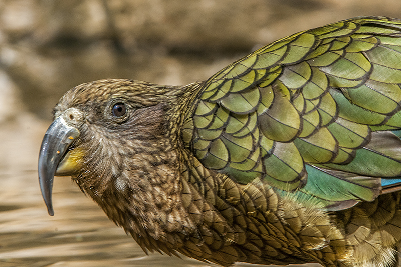 kea02.jpg
