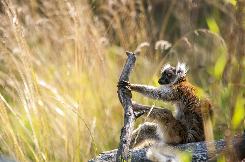 lemure_macaco01.jpg