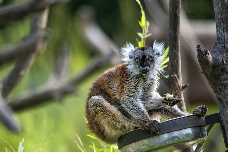 lemure_macaco02.jpg