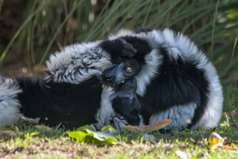 lemuri02.jpg