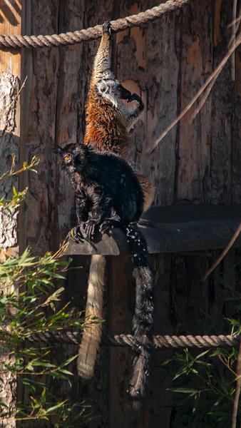 lemuri_rossi.jpg