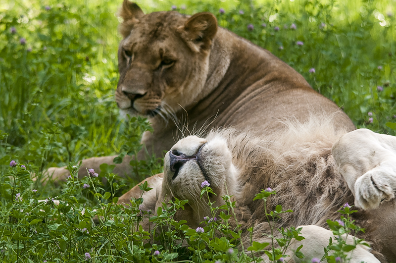 leoni06.jpg
