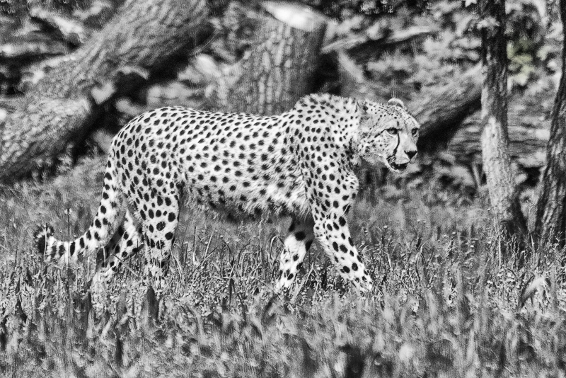 leopardo01.jpg