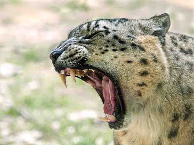 leopardo_nevi01.jpg