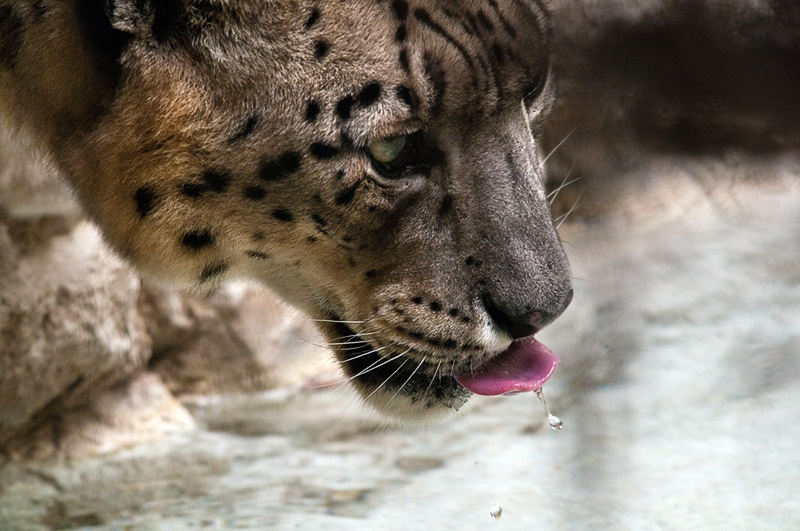 leopardo_nevi03.jpg
