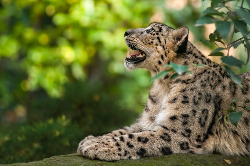 leopardo_nevi06.jpg