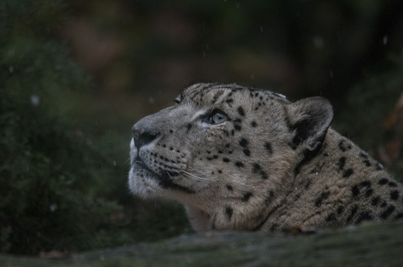 leopardo_nevi09.jpg