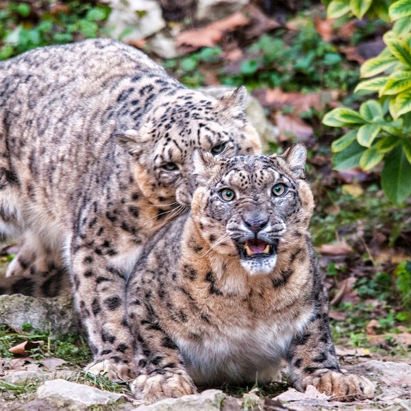 leopardo_nevi10.jpg
