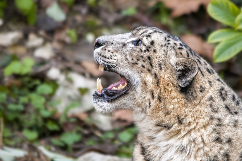 leopardo_nevi11.jpg