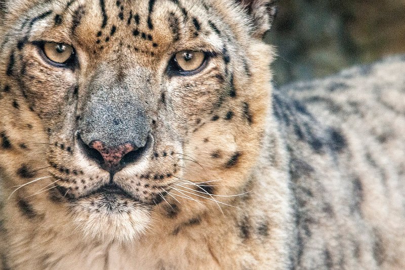 leopardo_nevi17.jpg