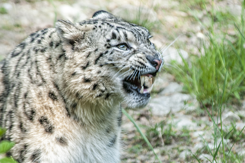 leopardo_nevi20.jpg