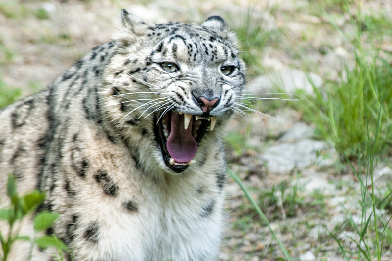 leopardo_nevi21.jpg