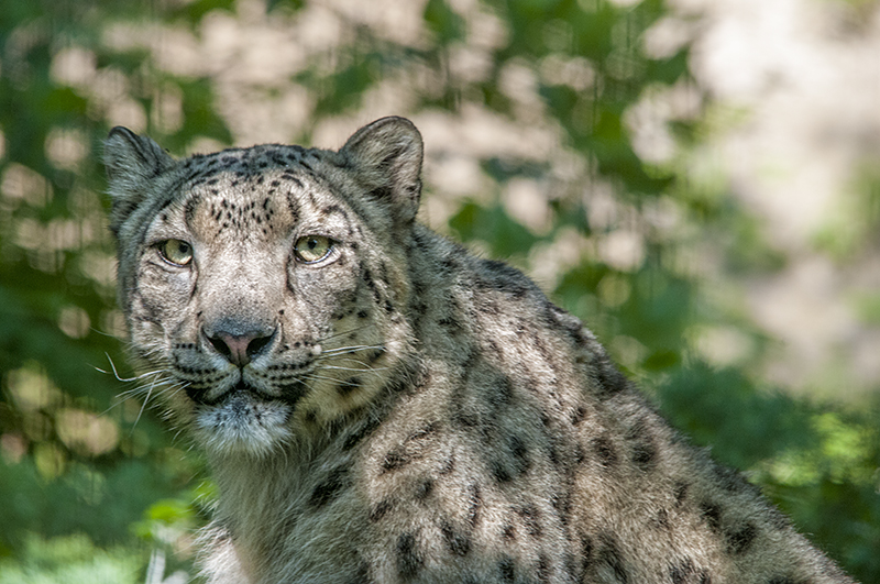 leopardo_nevi22.jpg