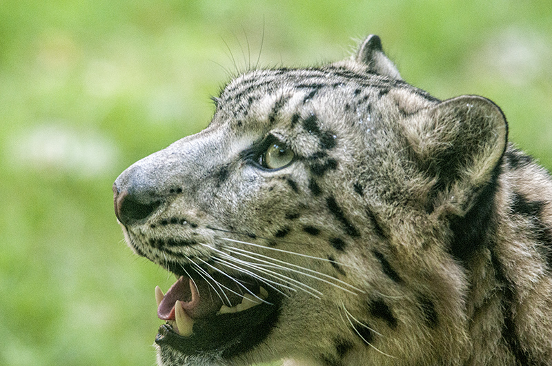 leopardo_nevi24.jpg